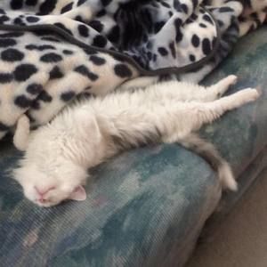 Meet your Posher, Shannon